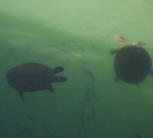 Wasserschildkröten am kleinen Hafen in Evrenseki