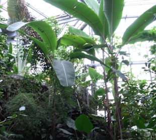 Tropicarium