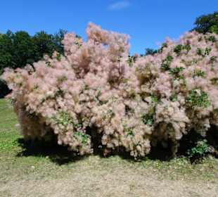 Garten vor dem Alten Schloss der Eremitage