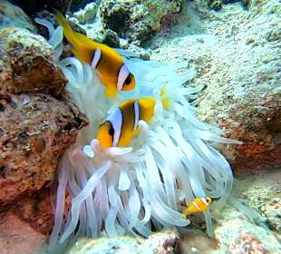 Schnorcheln Marsa Alam