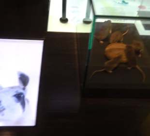 Museum für Naturkunde