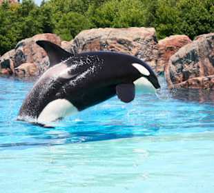 Flying Orca