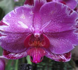 Orchideen in all ihrer Pracht