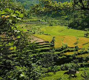 Reisterrassen klassisch