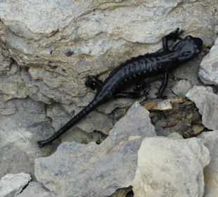 Ein kleiner Salamander