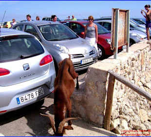 Ein Ziegenbock schnüffelt sich durch