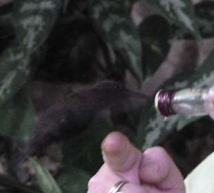 Iris füttert Kolibris