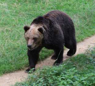 Jonas der Braunbär