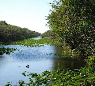 Ausflug in die Everglades