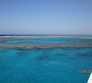 Delfin-Tour mit Susi