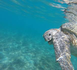 Бухта черепах