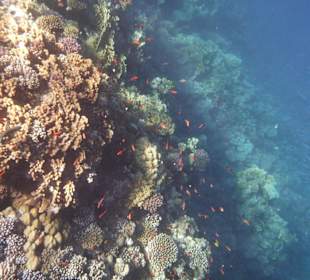 Korallenriff