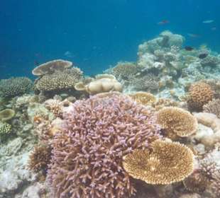 Tauchen am Ari Atoll