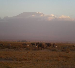 Dafür macht man eine Safari