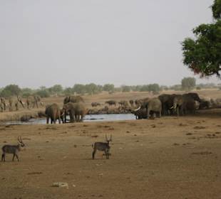 Safari direkter Blick von unserer Zeltterrasse