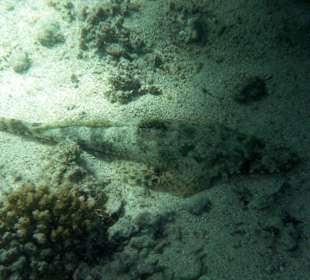 Teppich - Krokodilfisch