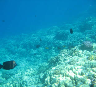 Korallenriff direkt am Hotel The Breakers Diving and Surfing