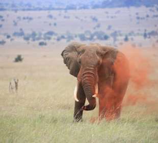 Tsavo West