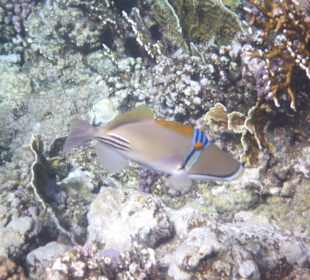 Fisch am Tulip Resort