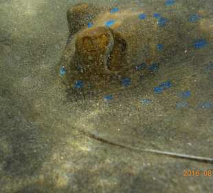 Kleiner Blaupunktrochen im ganz flachen Wasser