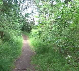 Wanderweg - Alter Steinbruch Pfaffenberg Runde