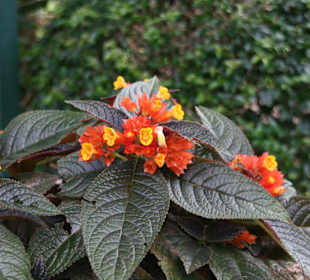 Botanischer Garten Kandy