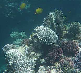 House reef