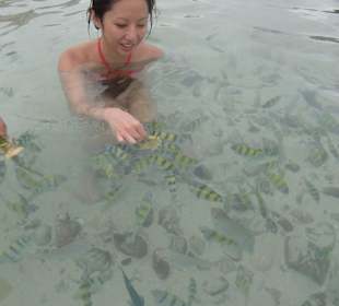 Jede Menge Fische die aus der Hand fraßen