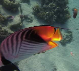 Schnorcheln Makadi Bay