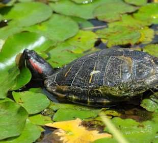 Jardín de Aclimatación de La Orotava