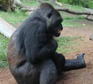 Gorilla