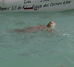 Schildkröte vor dem 2. größten KorallenriffKoko