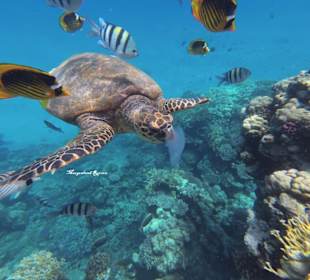 Mit Schildkröten schwimmen Marsa Alam 