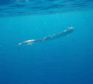 Hornhecht beim Speisen