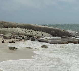 Stoney Point African Penguin Breeding Colony