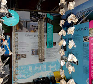 Austern an Leinen zementiert