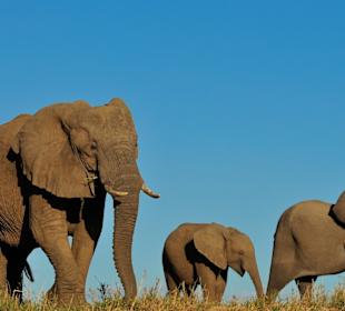 Sabi Sand Private Game Reserve