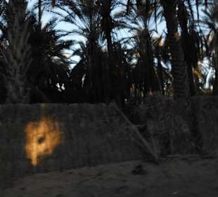 Palmenoase / Datteln in Tunesien