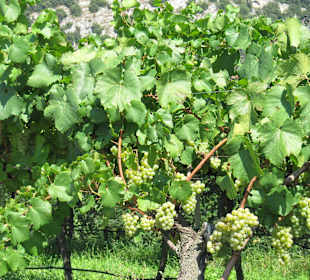  Castel Madruzzo Weinberg