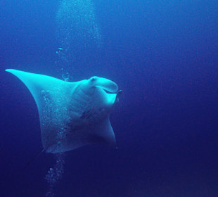 Manta Ray (Diving)