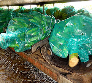 Anlieferung der Stauden