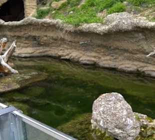 Eurasienbereich - Gämse