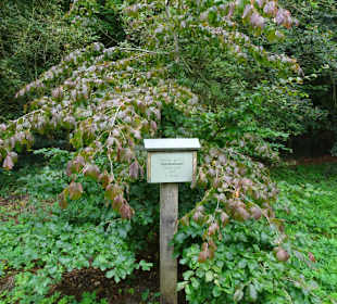 Rundgang durch das Arboretum in Wildeshausen