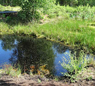 Eindrücke vom Moorpfad in Tarmstedt