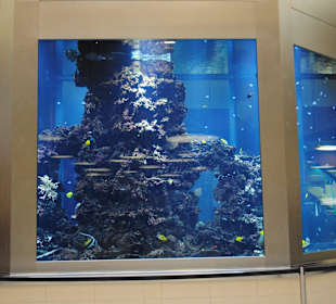 Wewnątrz pływają rzadkie gatunki ryb.