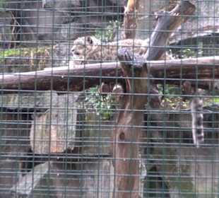 Tierpark 