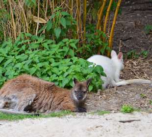 Irrland Bauernhof-Erlebnisoase