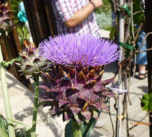 Artischocke mit voller Blüte