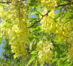 Botanischer Garten Assuan