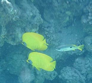 Fische am Riff